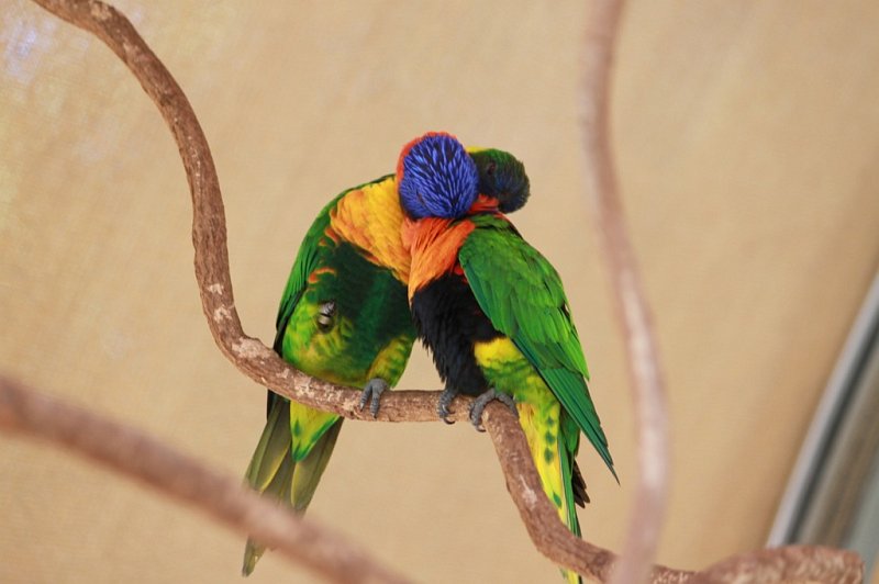 IMG_0703.JPG - Lovebirds