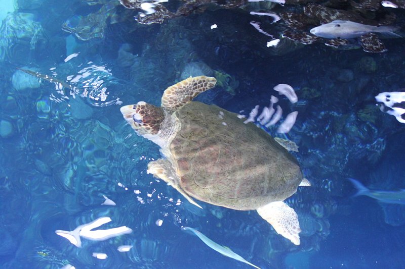 IMG_3730.jpg - Giant sea turtle being fed brussels sprouts