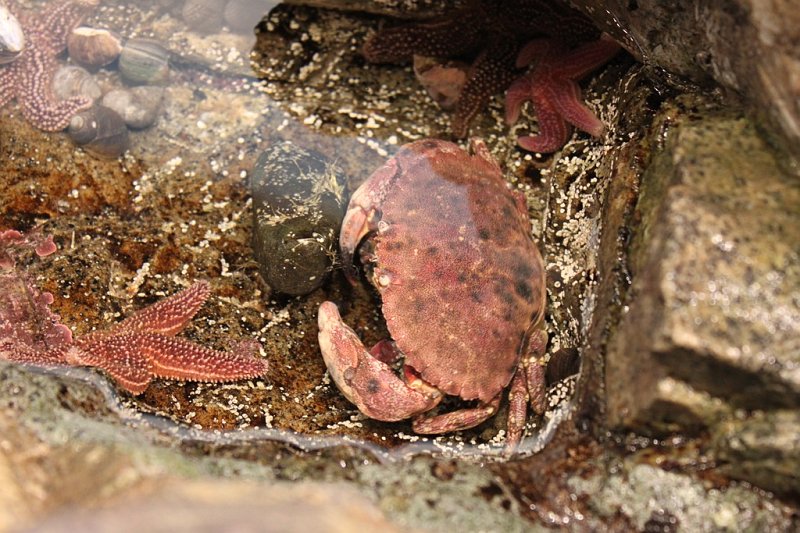 IMG_3738.jpg - All the sea creatures Camille got to touch- starfish, crab, clams, hermit crab, scallops, sea snails