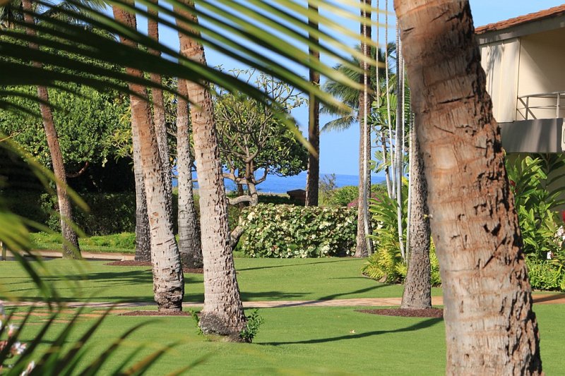 IMG_4220.jpg - The view from our lanai, our pool was to the left.