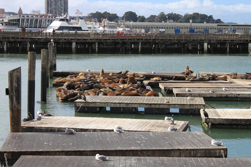 IMG_1214.JPG - Pier 39