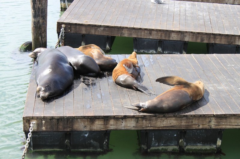 IMG_1215.JPG - Sea Lions