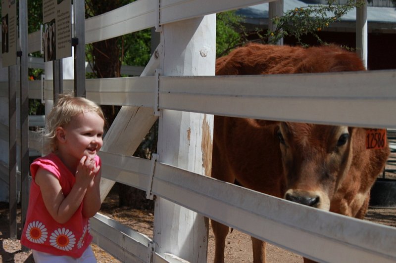 IMG_3380.JPG - Silly cows