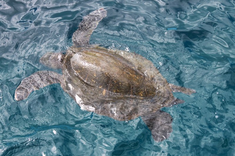 IMG_1502.JPG - While C was under water we were visited by several sea turtles