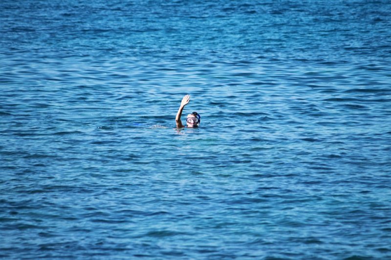 IMG_1866.JPG - Tara found a turtle!