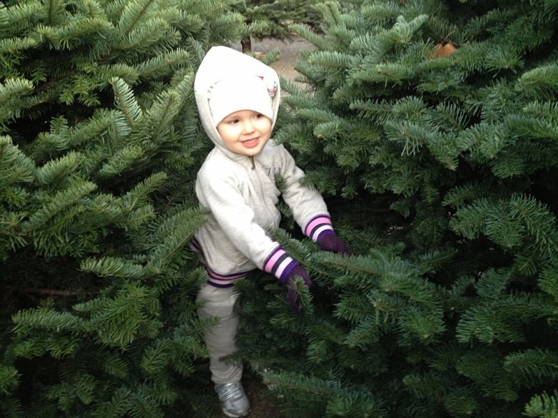 IMG_0371.jpg - Picking out the perfect tree
