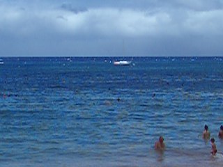 Dolphins swiming off the shore in Ka'anapali